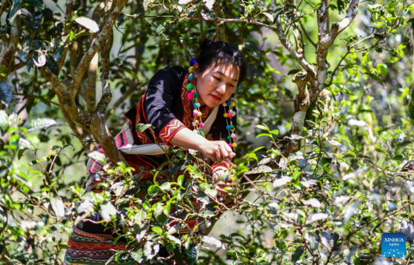 Spring Tea Picking Starts in Pu'er City, China's Yunnan