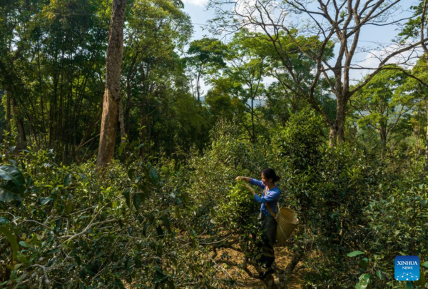 Spring Tea Picking Starts in Pu'er City, China's Yunnan