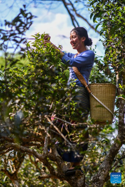 Spring Tea Picking Starts in Pu'er City, China's Yunnan