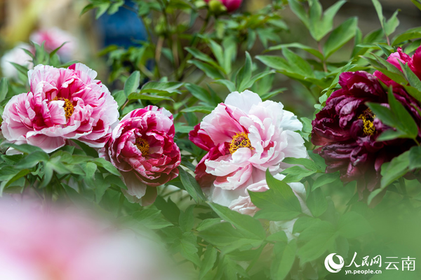 Peony Cultural Tourism Festival Kicks off in Wuding, SW China's Yunnan