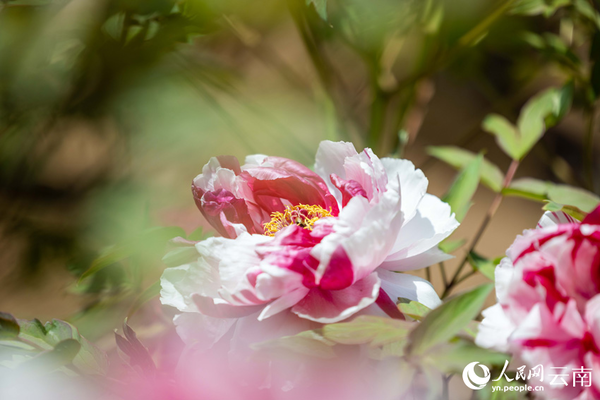 Peony Cultural Tourism Festival Kicks off in Wuding, SW China's Yunnan