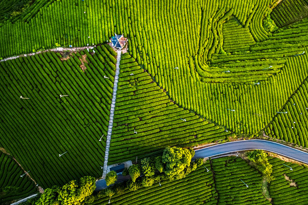 County in E China's Zhejiang Increases Tea Growers' Income by Promoting Carbon Sink Trading