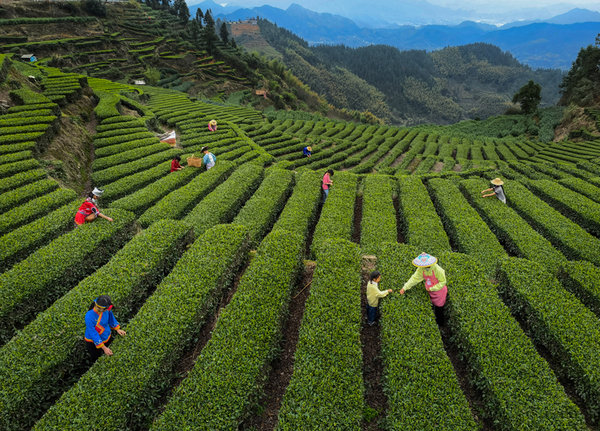County in E China's Zhejiang Increases Tea Growers' Income by Promoting Carbon Sink Trading