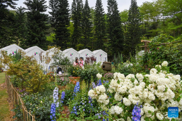 Greater Bay Area Flower Show Opens at Shenzhen Fairy Lake Botanical Garden