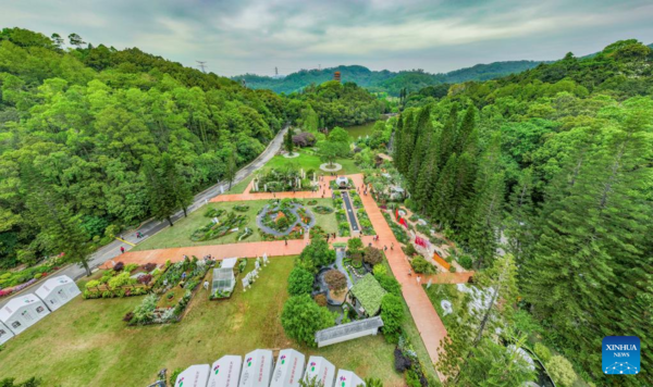 Greater Bay Area Flower Show Opens at Shenzhen Fairy Lake Botanical Garden