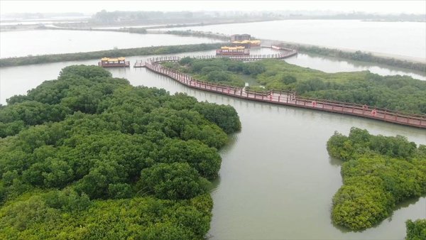 GLOBALink | Xi Jinping Visits Mangrove Forests in China's Guangdong