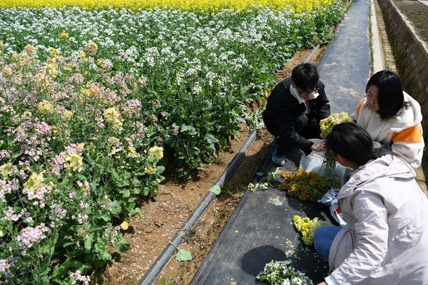 China Development Bank doubles loan support for farmland work