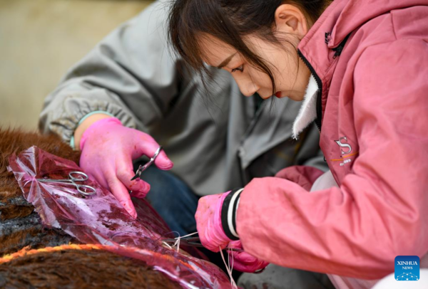 Rural Veterinarian Maintains Dual Role as Vet and Internet Celebrity in NW China's Ningxia