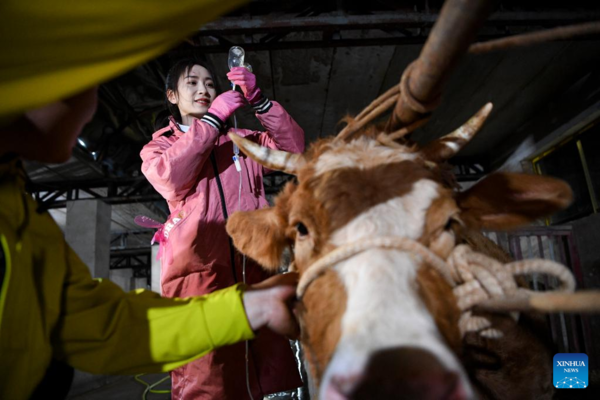 Rural Veterinarian Maintains Dual Role as Vet and Internet Celebrity in NW China's Ningxia