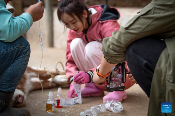 Rural Veterinarian Maintains Dual Role as Vet and Internet Celebrity in NW China's Ningxia