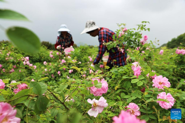 Chinese Farmers Busy with Field Works at Beginning of Summer