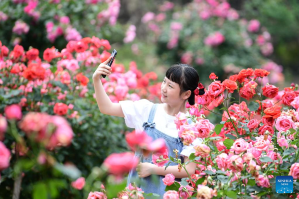 Flower Industry Blooms in Early Summer in China