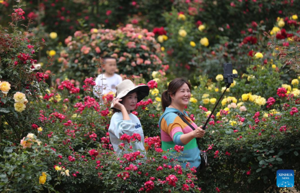 Flower Industry Blooms in Early Summer in China