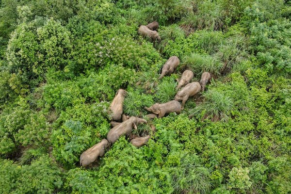 From Conflict to Coexistence: China Sees Changing Human-Wildlife Relations