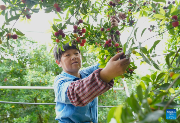 Pilot carbon sink trading yields profit, eco benefits in rural China