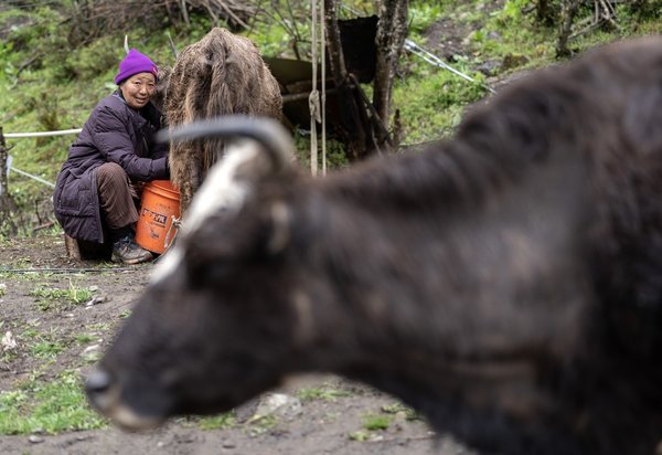 GLOBALink | Villagers in Yumai Embrace Better Life