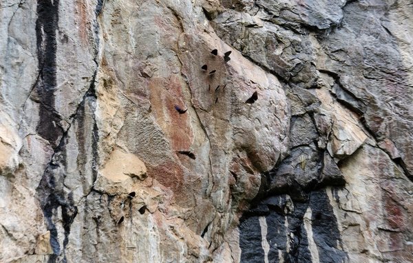 Tracing Ancient Rock Paintings in China's Guangxi