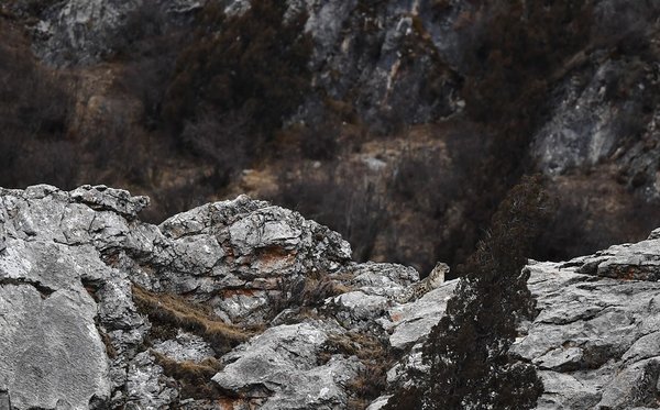 Chinese Ecological Wisdom Shines in Qinghai-Tibet Plateau National Park