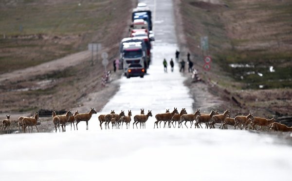 Chinese Ecological Wisdom Shines in Qinghai-Tibet Plateau National Park