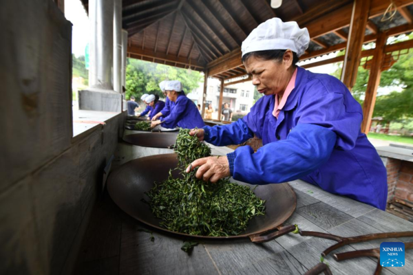 Wuzhou City Famous for Liubao Tea Making in S China's Guangxi