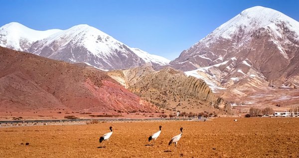China's Tibet Achieves Overall Carbon Neutrality
