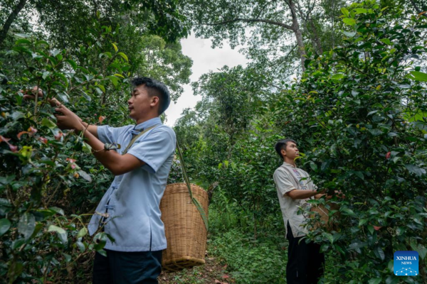 Old Tea Forests in China's Pu'er Listed as World Heritage Site