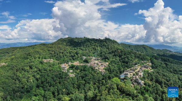 Old Tea Forests in China's Pu'er Listed as World Heritage Site