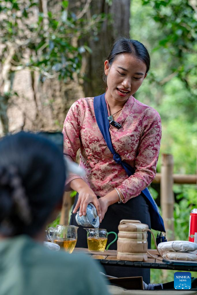 Old Tea Forests in China's Pu'er Listed as World Heritage Site