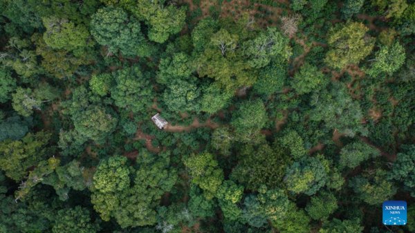 Old Tea Forests in China's Pu'er Listed as World Heritage Site