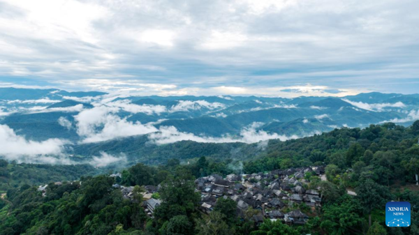 Old Tea Forests in China's Pu'er Listed as World Heritage Site