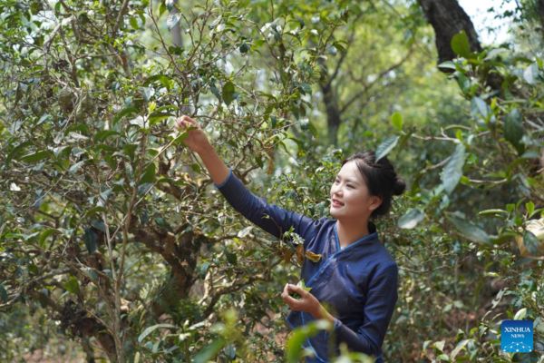 Old Tea Forests in China's Pu'er Listed as World Heritage Site