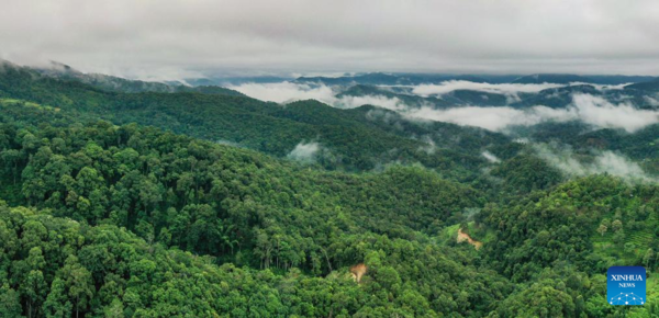 Old Tea Forests in China's Pu'er Listed as World Heritage Site