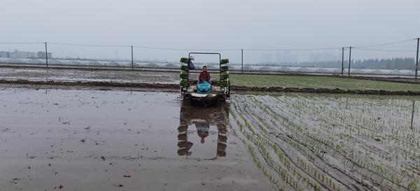 Innovating Rice Planting with Passion