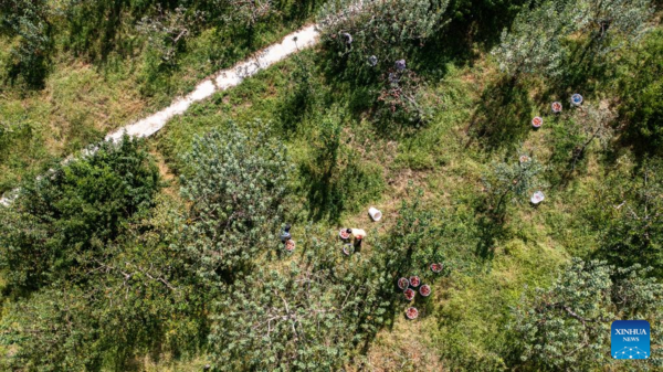 Villagers Harvest Apples in SW China's Guizhou