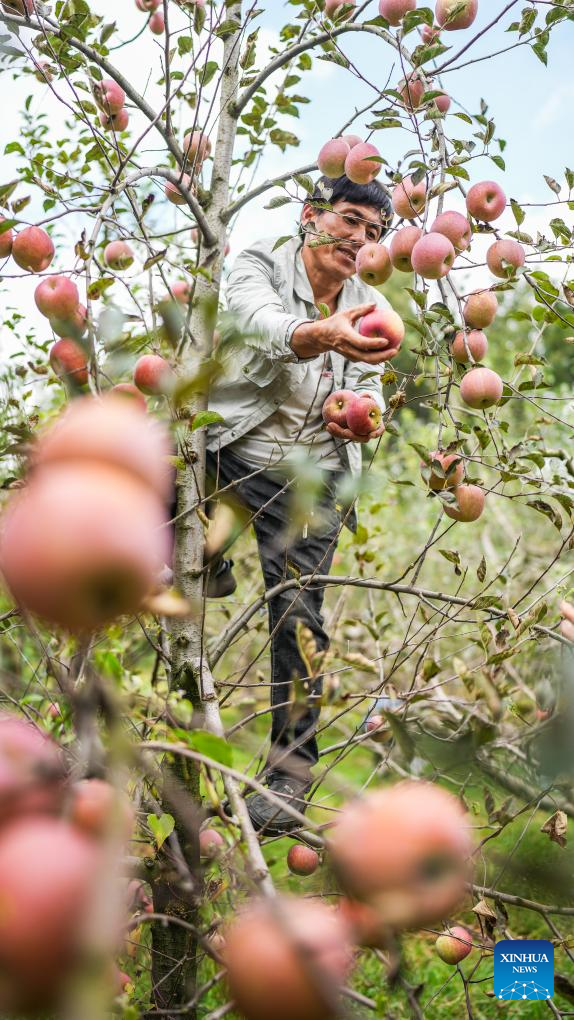 Villagers Harvest Apples in SW China's Guizhou