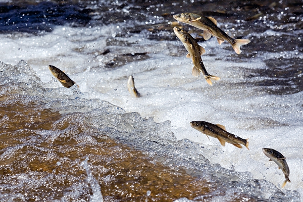 Researcher Protecting Rare Carp in Qinghai Lake