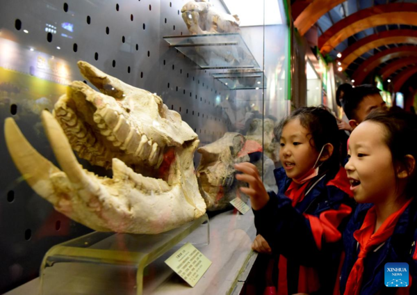 Pupils Participate in Scientific Education Tour at Henan Natural History Museum