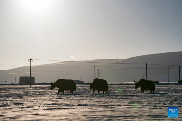 Housing Project Improves Grassland Life at Winter Pastures in Xizang