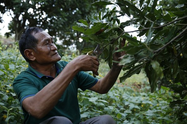 Foreign Specialty Crops Thrive amid China's Economic Vitality