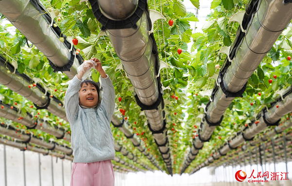 Children Pick Strawberries at Hanging Strawberry Farm in E China's Zhejiang