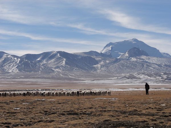 Sheep Breeding Cooperatives Boost Incomes of Xizang Herders
