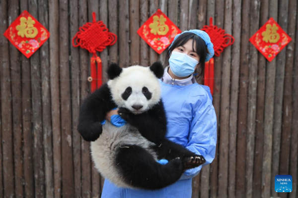 Giant Panda Cubs Make Group Appearance at Breeding Bases in Sichuan