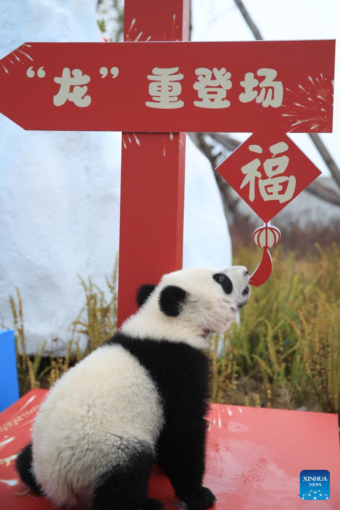 Giant Panda Cubs Make Group Appearance at Breeding Bases in Sichuan