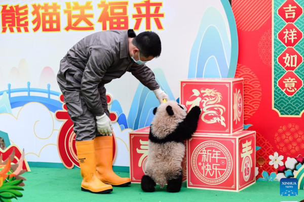 Giant Panda Cubs Make Group Appearance at Breeding Bases in Sichuan