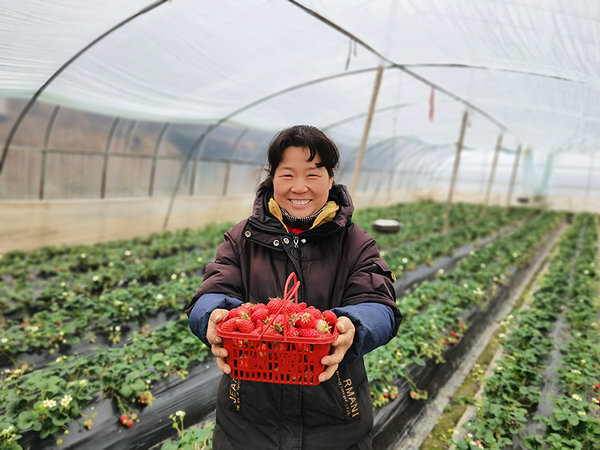 Strawberries Sweeten Life for Villagers in E China's Anhui