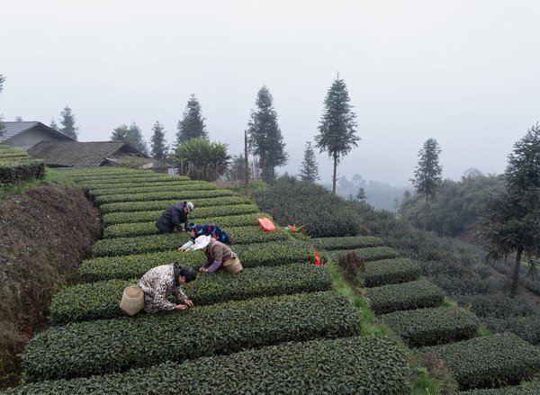 SichuanMosaics | Tea Industries Empower Communities, Enterprises in Luzhou, SW China's Sichuan