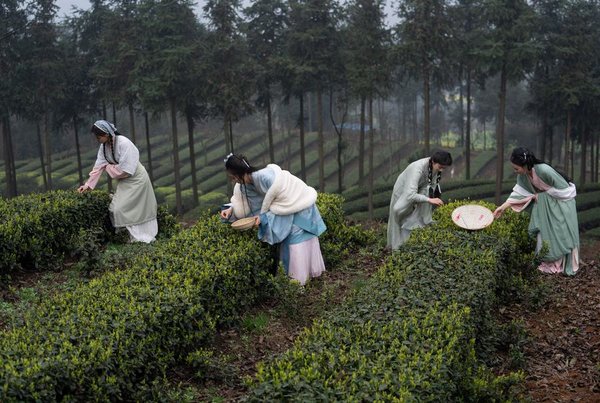 SichuanMosaics | Tea Industries Empower Communities, Enterprises in Luzhou, SW China's Sichuan
