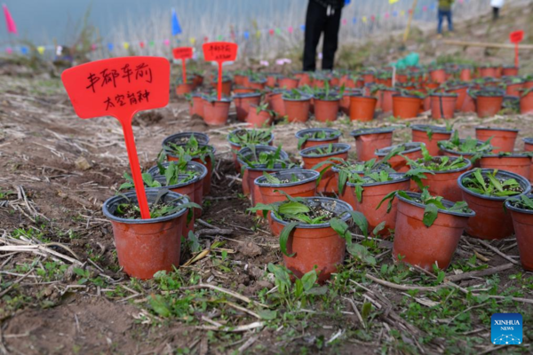 Rare, Endangered Plants Reintroduced into China's Three Gorges Reservoir Area