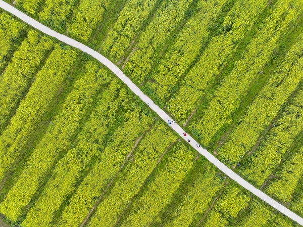 EcoChina | From Threatened to Thriving: The Environmental Restoration of Guangyang Isle in SW China