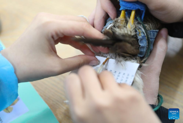 Pic Story of Raptor Rehabilitator in NE China